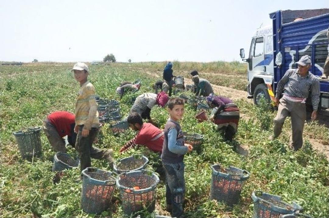 Fo&ccedil;a'lı &Ccedil;ift&ccedil;iler Dertli Mi Dertli