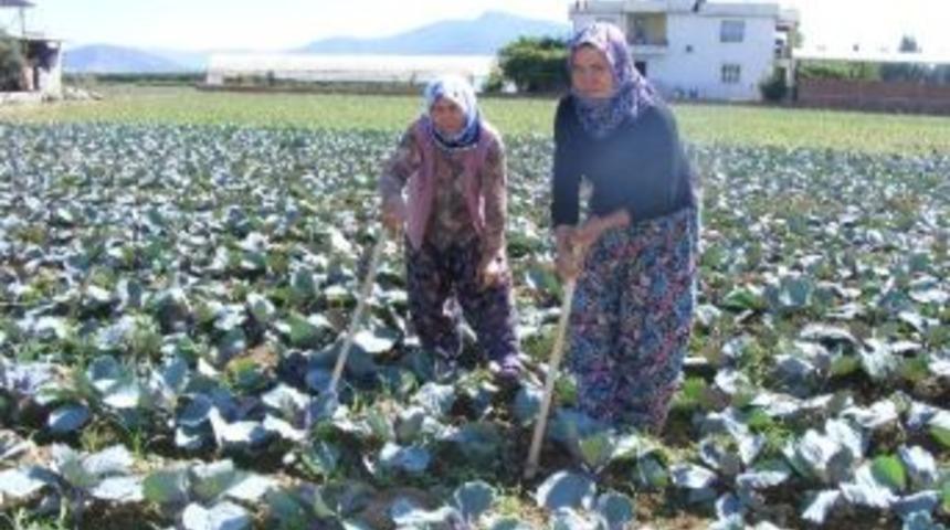 Torbalılı &Ccedil;ift&ccedil;iler Kırmızı Lahanadan Umutlu