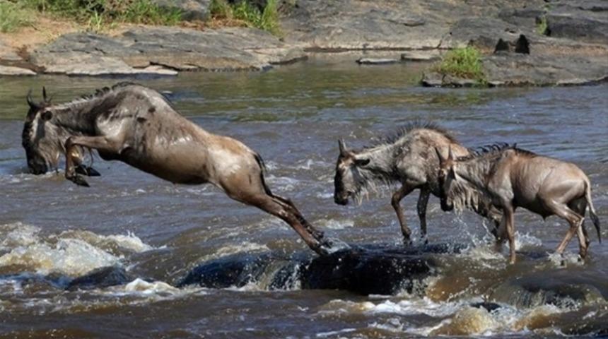 Hayvanlar d&uuml;nyasından inanılmaz anlar!