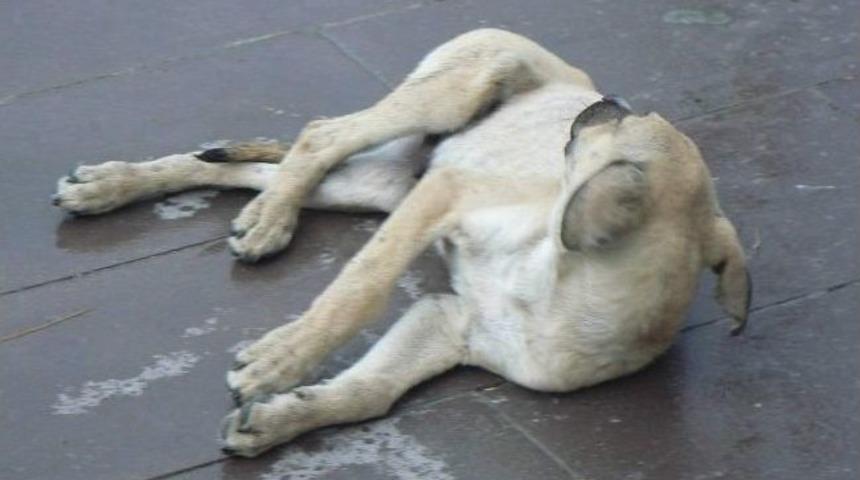 Yaralı K&ouml;pek Tedavi Altına Alındı