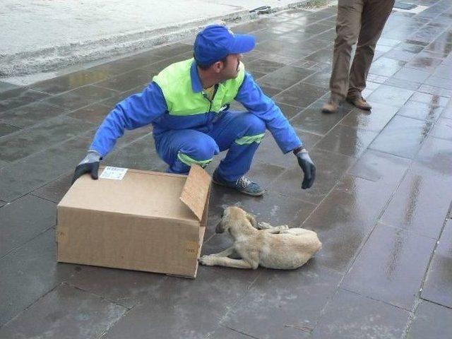 Yaralı Köpek Tedavi Altına Alındı