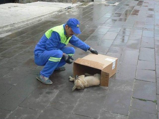 Yaralı Köpek Tedavi Altına Alındı