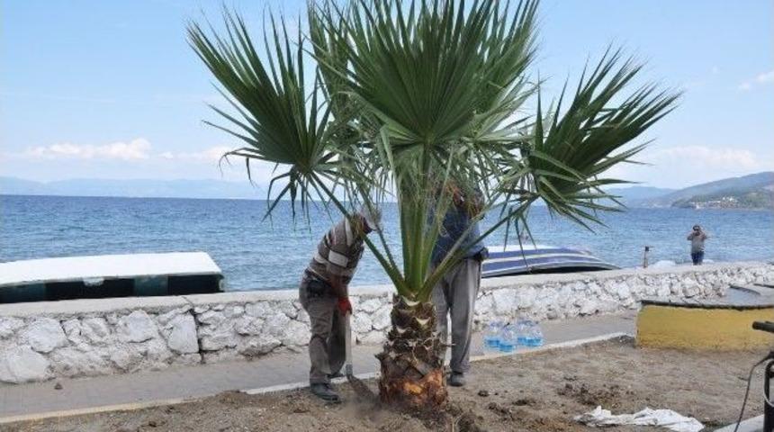 Mudanya&rsquo;da Orta Ref&uuml;j&uuml;n Palmiyeleri Sahile Dikiliyor