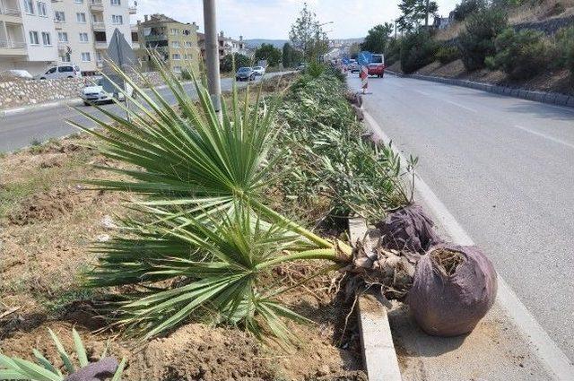 Mudanya&rsquo;da Orta Ref&uuml;j&uuml;n Palmiyeleri Sahile Dikiliyor 1