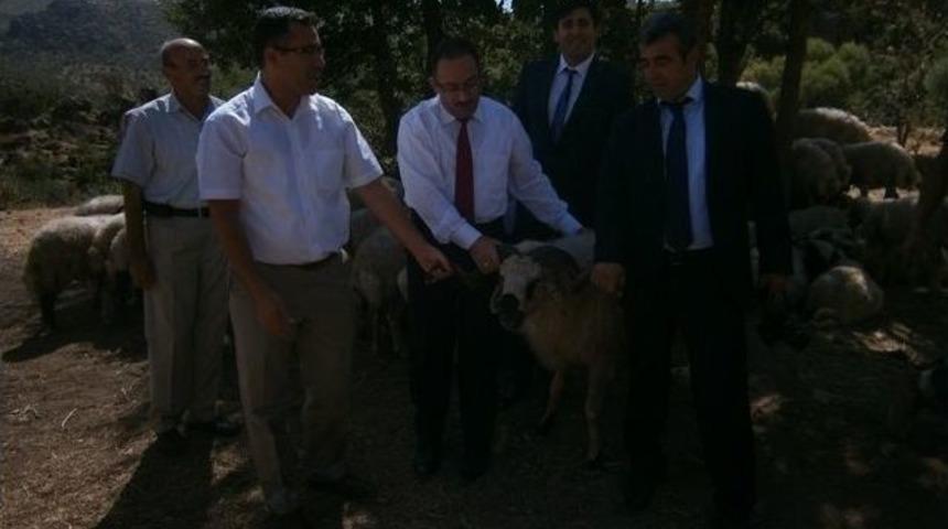 Hakkari&rsquo;de Hayvancılık Gelişiyor