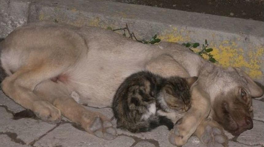 Yavru Kedi Yaralı K&ouml;peğin Başında Acıyla İnledi