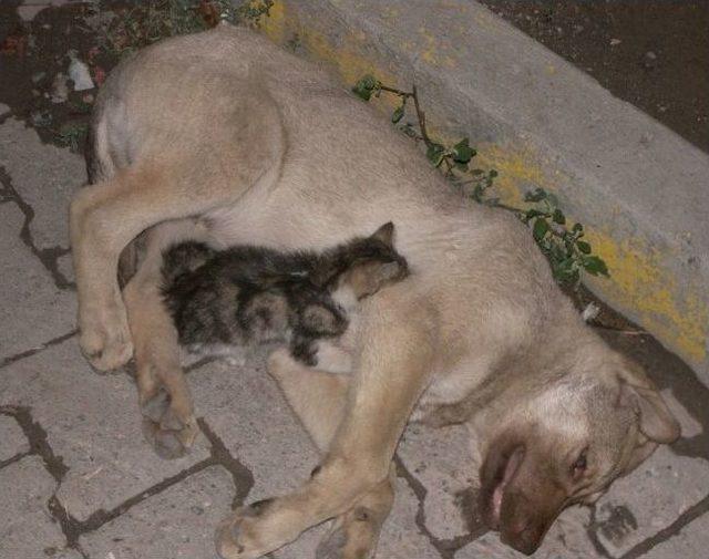 Yavru Kedi Yaralı Köpeğin Başında Acıyla İnledi