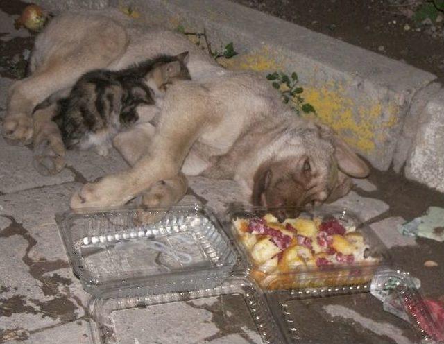 Yavru Kedi Yaralı Köpeğin Başında Acıyla İnledi