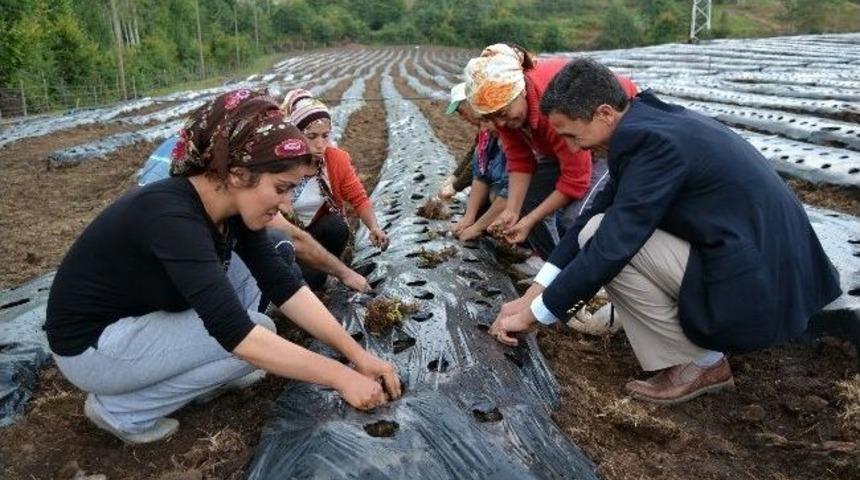 &Ccedil;ilek Tarlasını Ziyaret Eden Başkan İş&ccedil;ilerle Fide Dikti