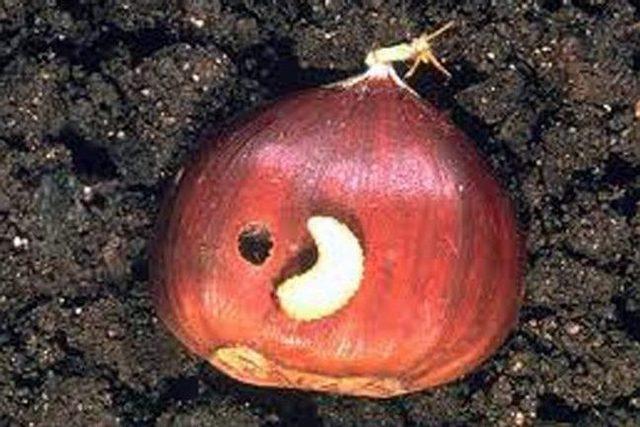 Kestane İ&ccedil; Kurtları M&uuml;cadelesi İ&ccedil;in &Uuml;reticilere &Uuml;cretsiz İla&ccedil; Dağıtıldı 1