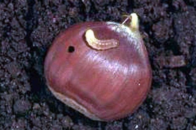 Kestane İ&ccedil; Kurtları M&uuml;cadelesi İ&ccedil;in &Uuml;reticilere &Uuml;cretsiz İla&ccedil; Dağıtıldı 2