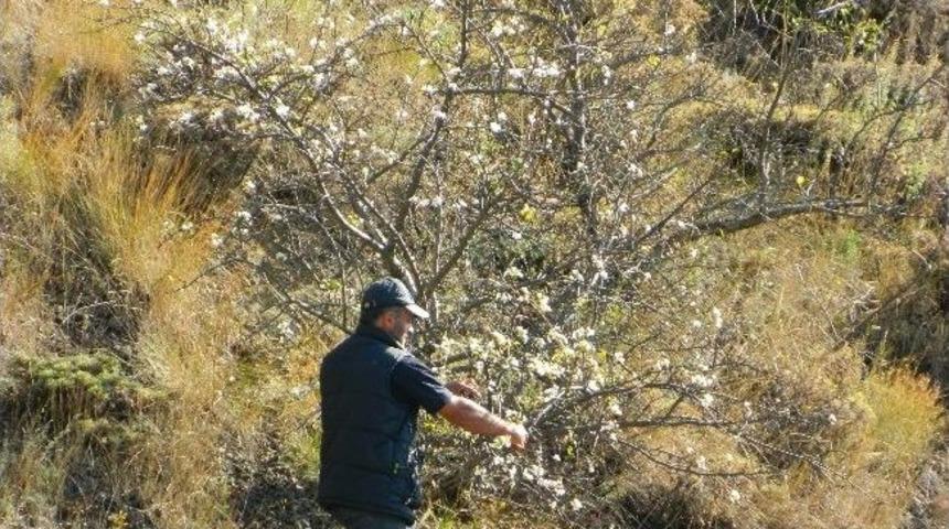 Posof Ta Ağa&ccedil;lar &Ccedil;i&ccedil;ek A&ccedil;ıyor