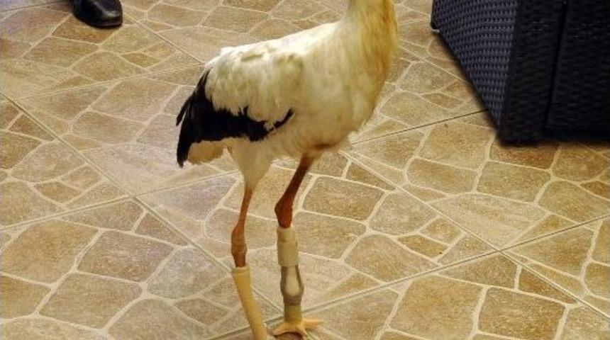 Ayaklarını Kaybeden Leylek Protezle Yeniden Y&uuml;r&uuml;d&uuml;