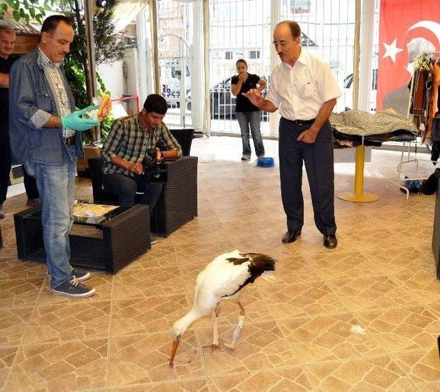 Ayaklarını Kaybeden Leylek Protezle Yeniden Yürüdü