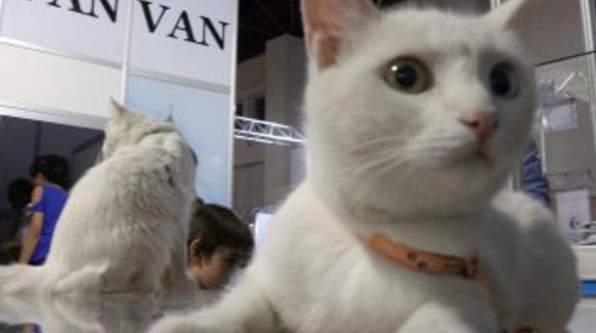 T&uuml;rkiye'nin Tescilli Coğrafi Işaretlerinin &Ccedil;oğu Gıda &Uuml;r&uuml;nlerine Ait