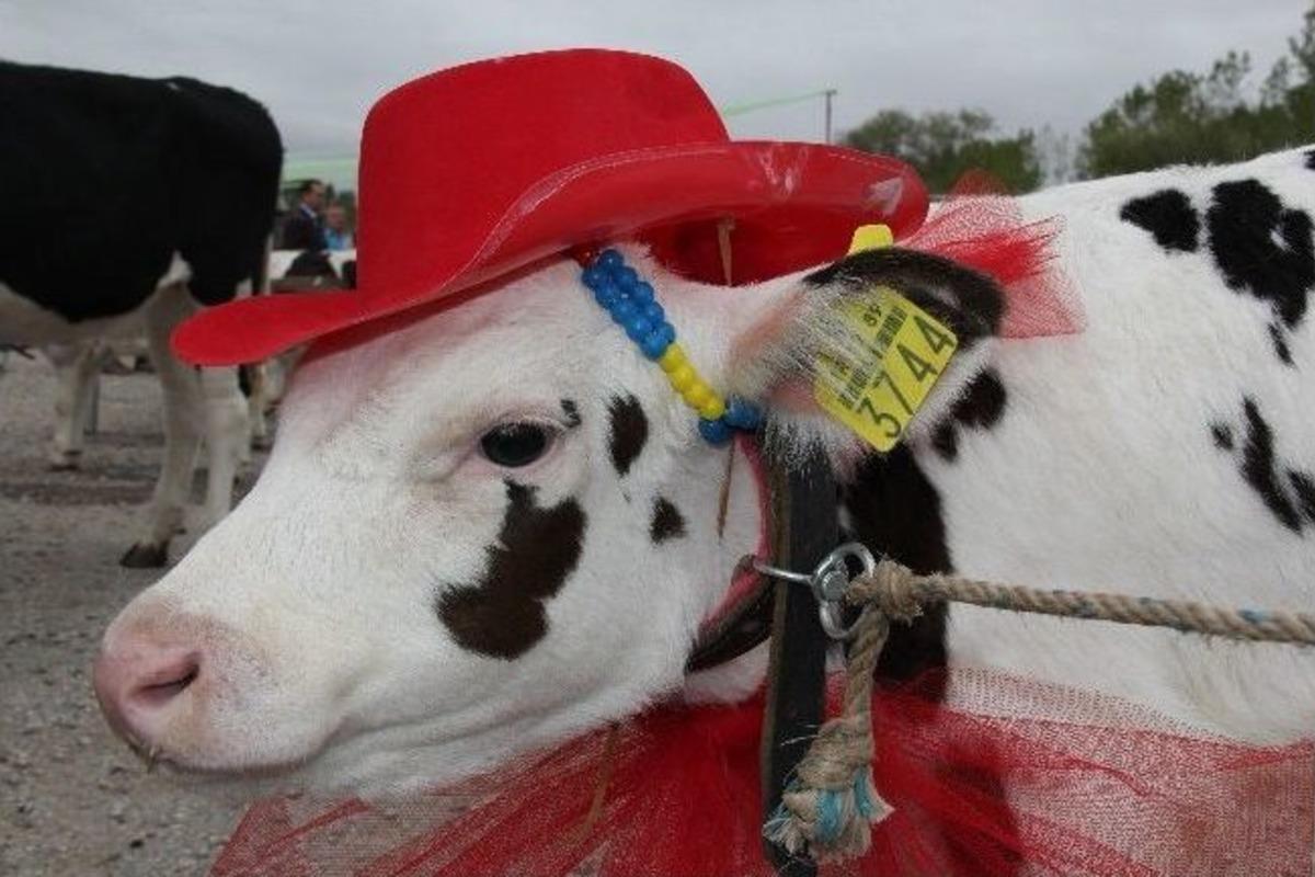 Bunlar Da Dana G&uuml;zeli