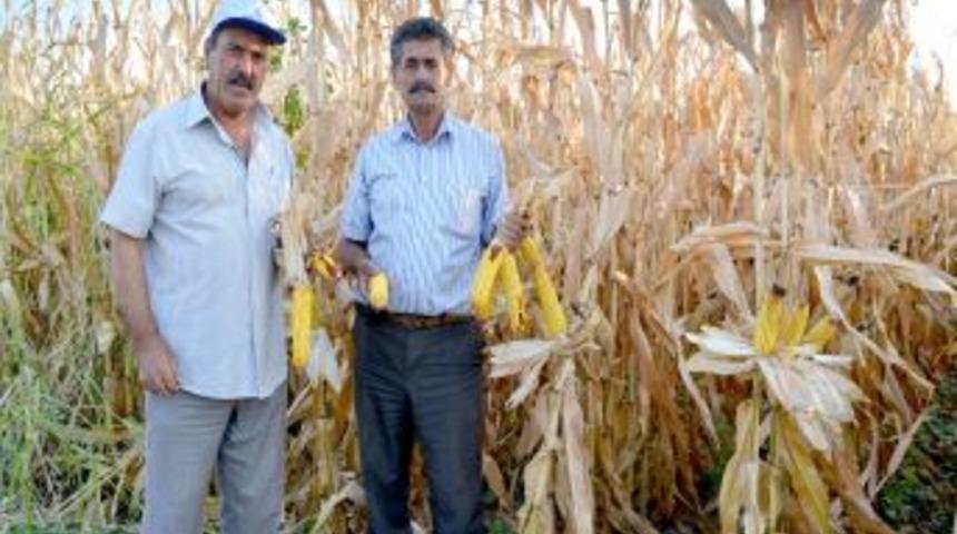 Saruhanlı&rsquo;da Mısır Hasadı Başladı