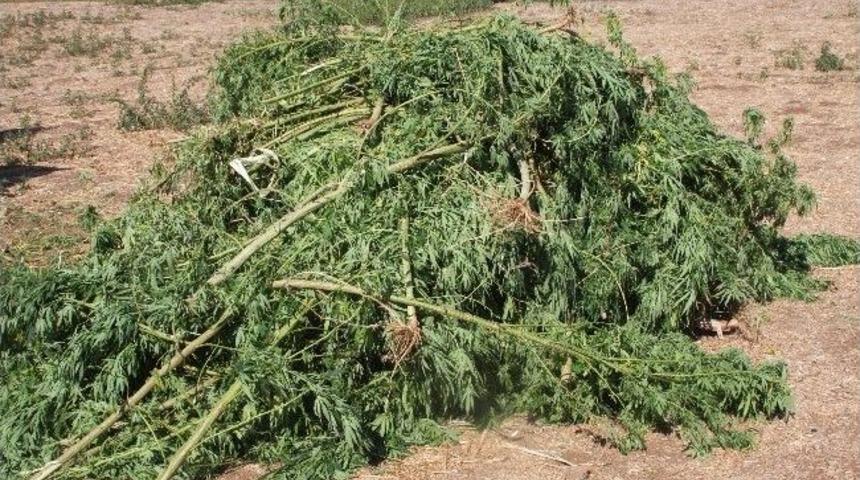 Kenevir &Uuml;retmek İ&ccedil;in &Ouml;zel D&uuml;zenek Kurdu