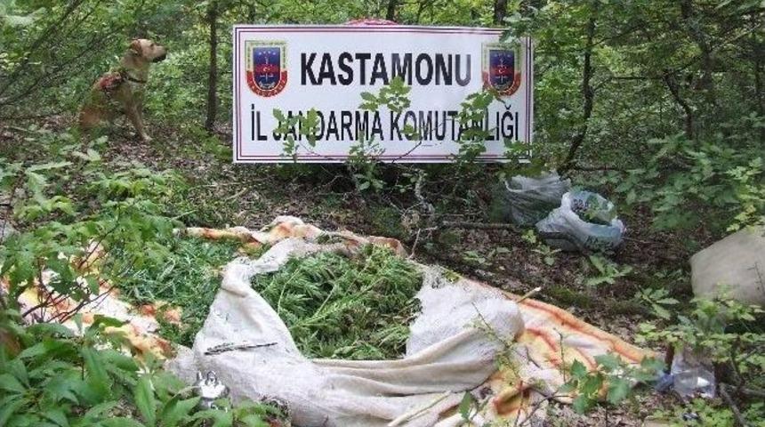 Jandarmadan Uyuşturucu Operasyonu