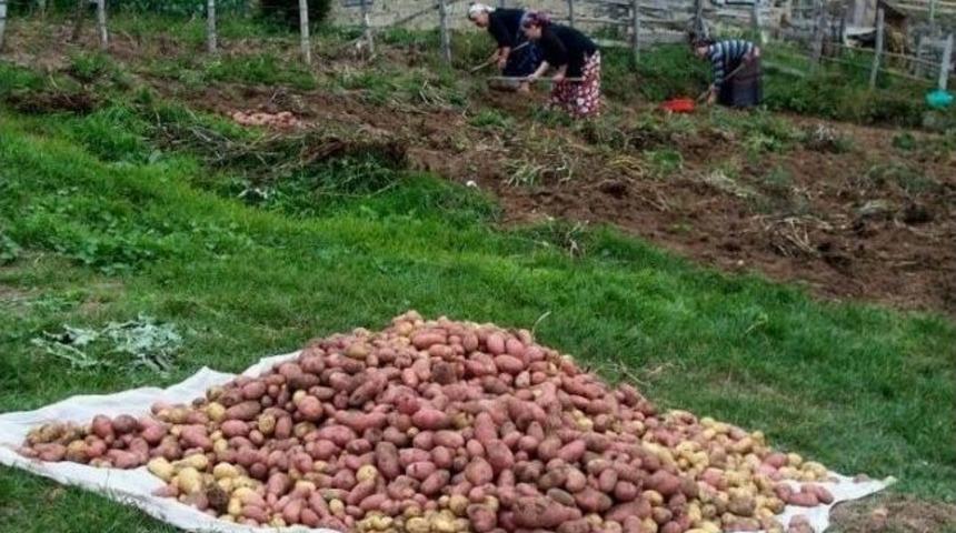 Giresun&rsquo;da Patates Hasadı Başladı