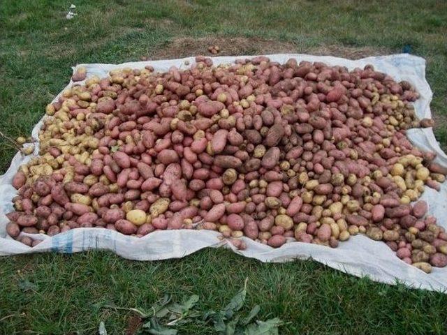 Giresun’da Patates Hasadı Başladı 1