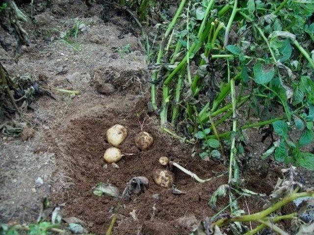 Giresun’da Patates Hasadı Başladı 2