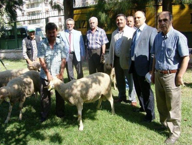 Manisalı Çiftçilere Damızlık Koç Dağıtıldı