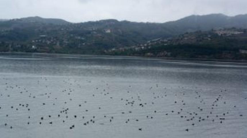 Sapanca G&ouml;l&uuml;, G&uuml;neye G&ouml;&ccedil; Eden Kuşları Ağırlıyor