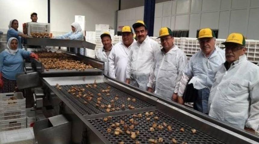 Aydın İnciri Hem &Uuml;retene, Hem İşleyene Hem De Yiyene Mutluluk Veriyor