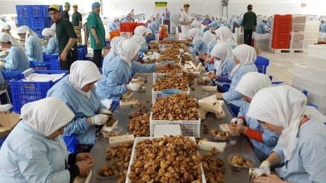 Aydın İnciri Hem &Uuml;retene, Hem İşleyene Hem De Yiyene Mutluluk Veriyor 1