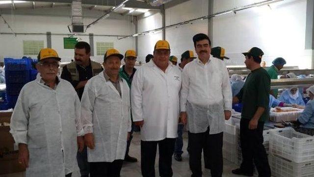 Aydın İnciri Hem &Uuml;retene, Hem İşleyene Hem De Yiyene Mutluluk Veriyor 2