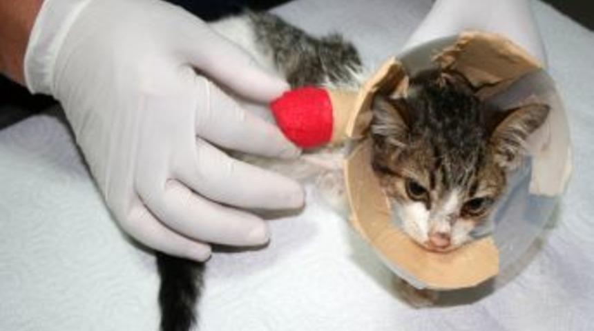 'Veteriner Hekim Bir Ayağı Kesilen Yavru Kediye Bakıcı Arıyor'
