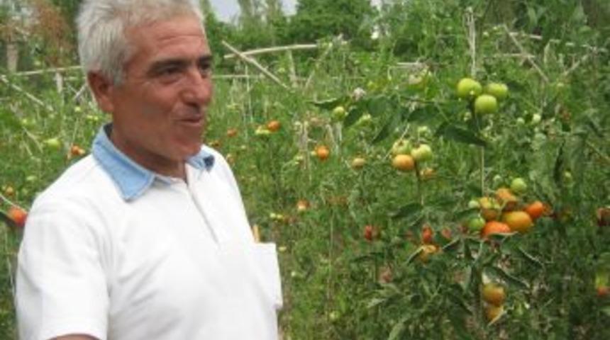 Kağızman'da organik sebze yetiştiren emekli