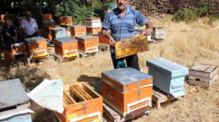 Sokmayan Bal Arısı Irkı, Geliştirilmeyi Bekliyor