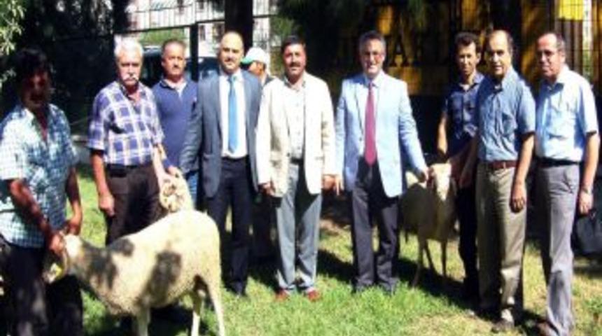 Manisa'da Çiftçilere Damızlık Koç Dağıtıldı