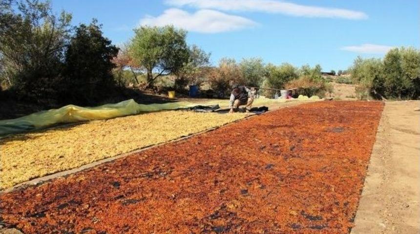 Tariş'in Kuru &Uuml;z&uuml;m Avansı &Uuml;reticiyi Sevindirdi