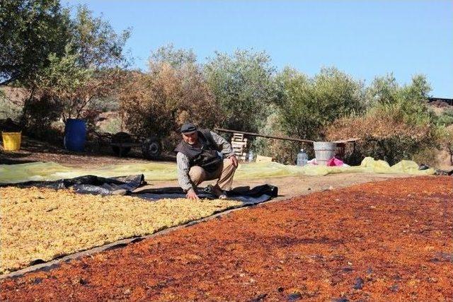 Tariş'in Kuru Üzüm Avansı Üreticiyi Sevindirdi