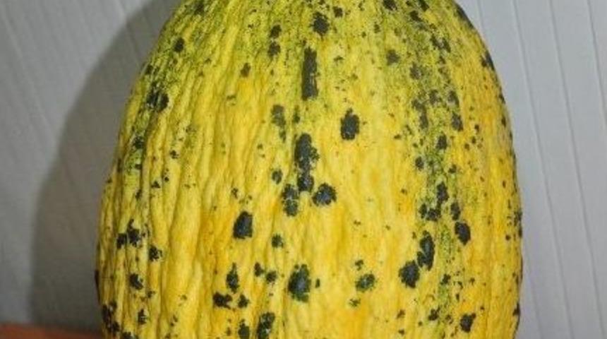 Kırkağa&ccedil; Kavunu Artık Barkodlu Satılacak