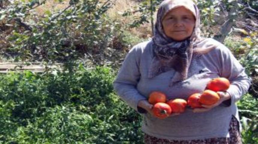 19 Yıllık Domates Tohumuyla Bol Ürün Elde Etti