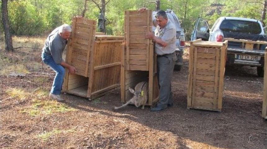 Alageyikler Yeni Yuvalarında