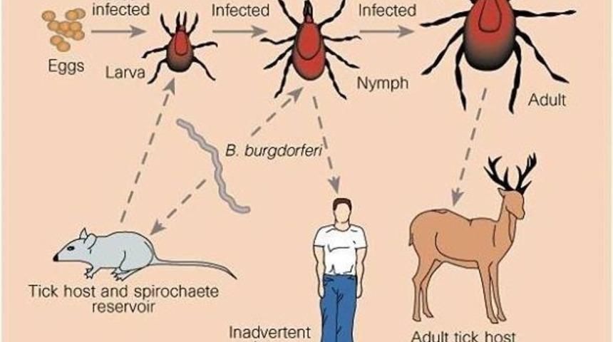 Marmaris’te “lyme” Alarmı