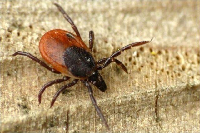 Marmaris’te “lyme” Alarmı