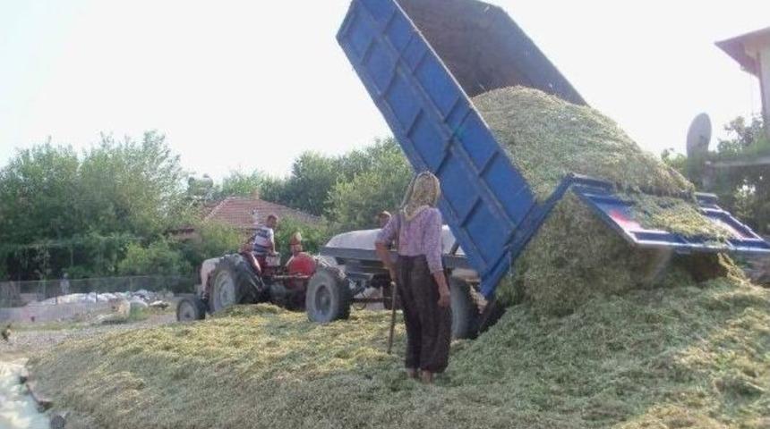Dalaman&rsquo;da Yem Bitkileri Destekelme M&uuml;racaatları S&uuml;r&uuml;yor