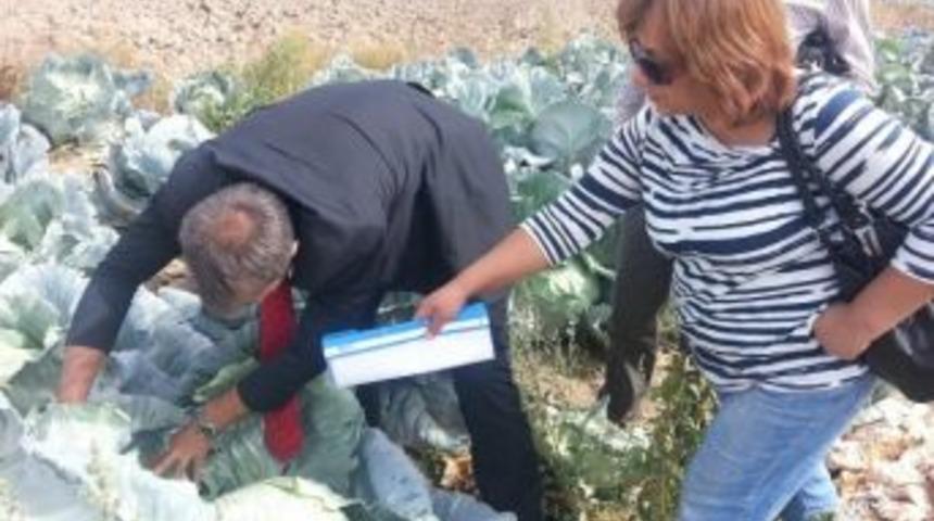 Tarım M&uuml;d&uuml;rl&uuml;ğ&uuml;, Lahana &Uuml;reticilerini Bilgilendirdi