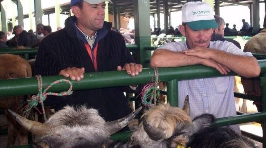 B&ouml;lgenin En B&uuml;y&uuml;k &ldquo;hayvan Pazarı&rdquo; A&ccedil;ıldı