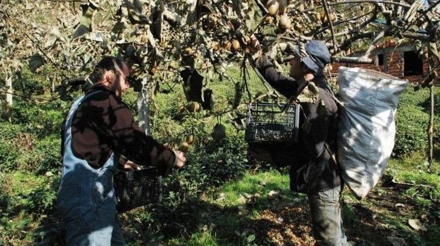 Kivi&rsquo;de 2013 Kalite Yılı Olacak