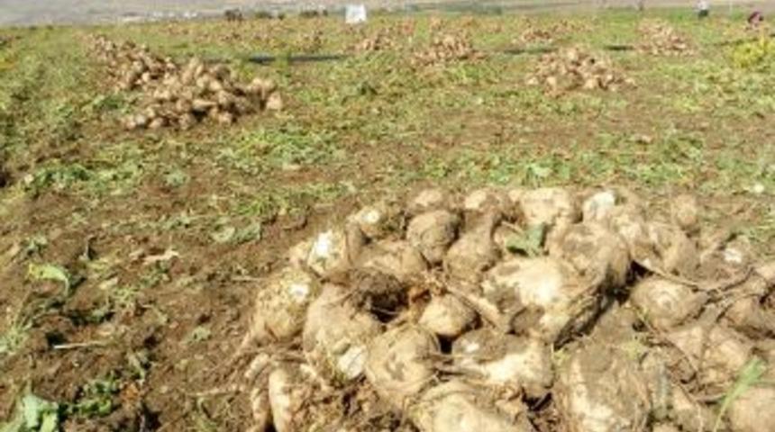 Kırıkkale'de Şeker Pancarı Hasadı Başladı