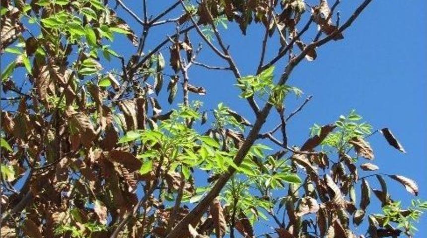 Ceviz Ağa&ccedil;ları Yeniden Yeşeriyor