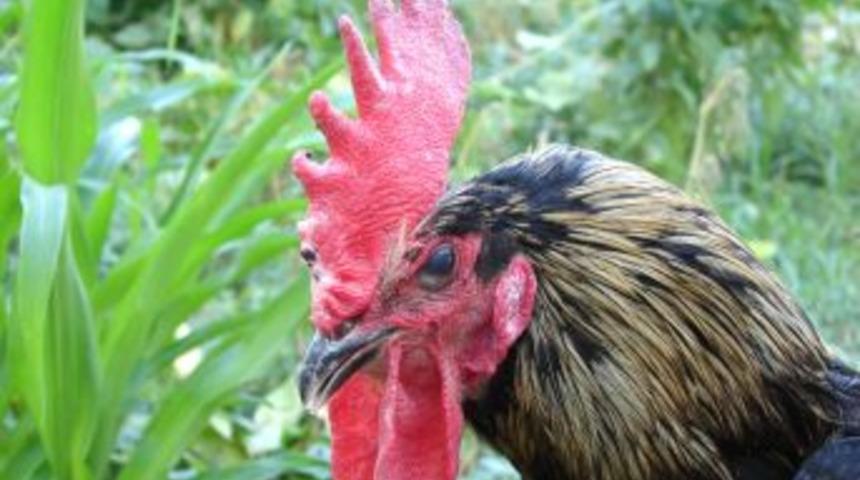 Denizli Horozu Yetiştirenlere Aşı Ve Yem Desteği Verilecek