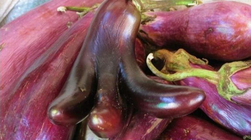 Gaziantep'teki d&ouml;rd&uuml;z patlıcan g&ouml;renleri şaşırtıyor